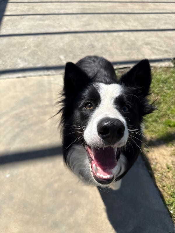 Border Collie photographed near blooming orchard in Berkovitsa, Bulgaria