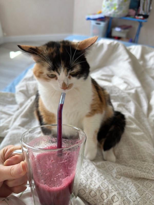 Morning routine with calico cat and smoothie in Russia