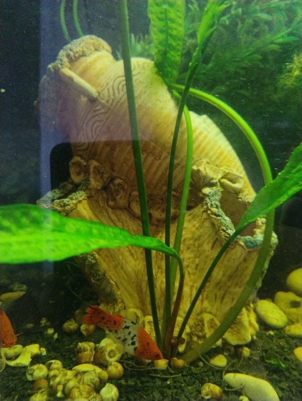 Indoor aquarium and outdoor garden scenes with wildlife