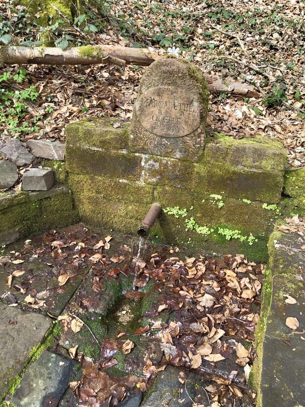 Historic spring site and woodland stream documented in Mettlach
