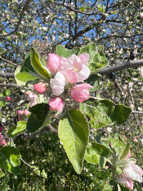 Spring morning scenes captured in Sremska Rača, Serbia