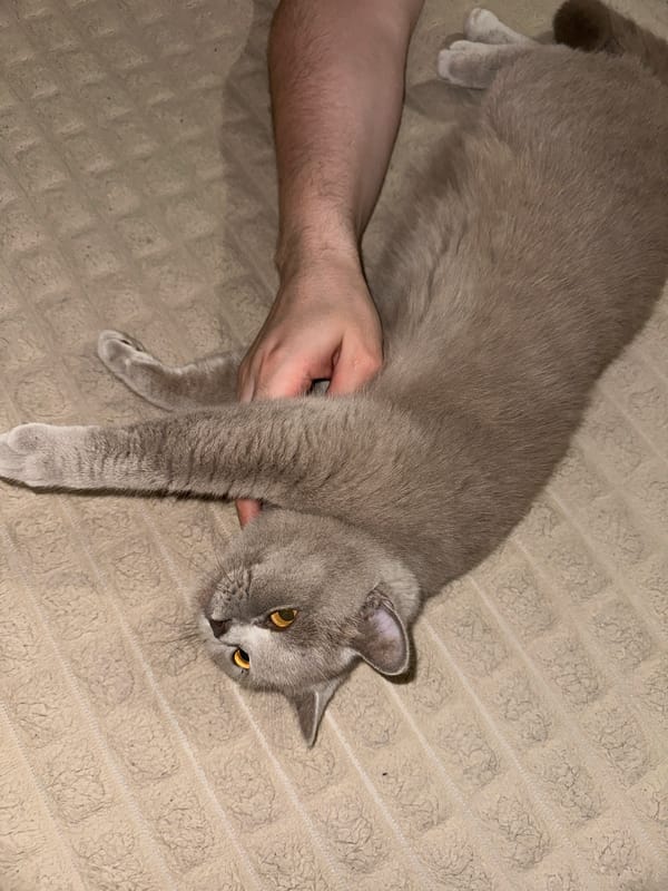 Quiet evening with grey cat documented in Ternopil home