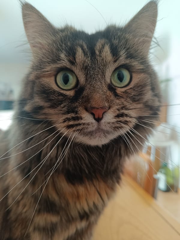 A green-eyed tabby cat holds court in a Vitoria-Gasteiz home.
