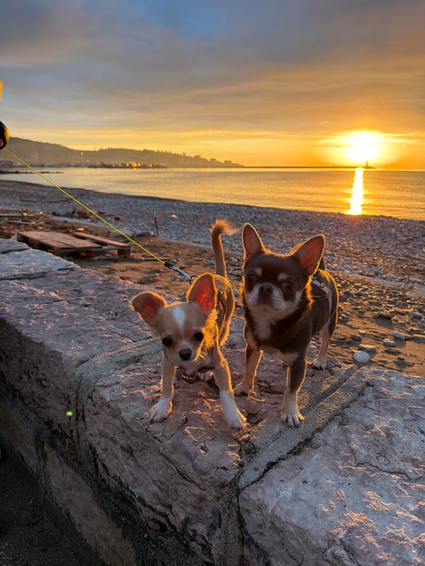 Two chihuahuas spotted on rocky Montenegro shoreline during golden hour