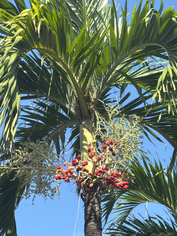 Tropical morning on the Vietnamese coast — plants, palms, and beach