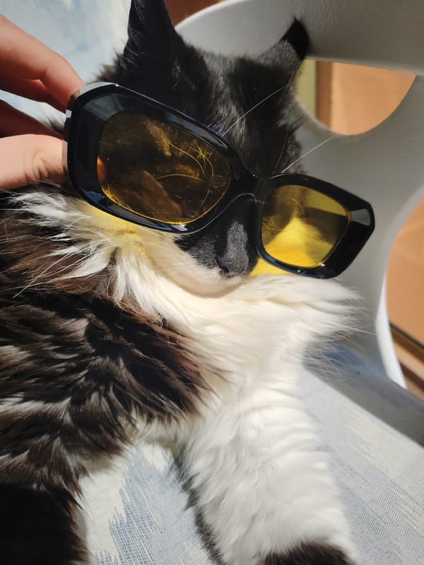 Cat poses with yellow-tinted sunglasses in Spanish coastal town