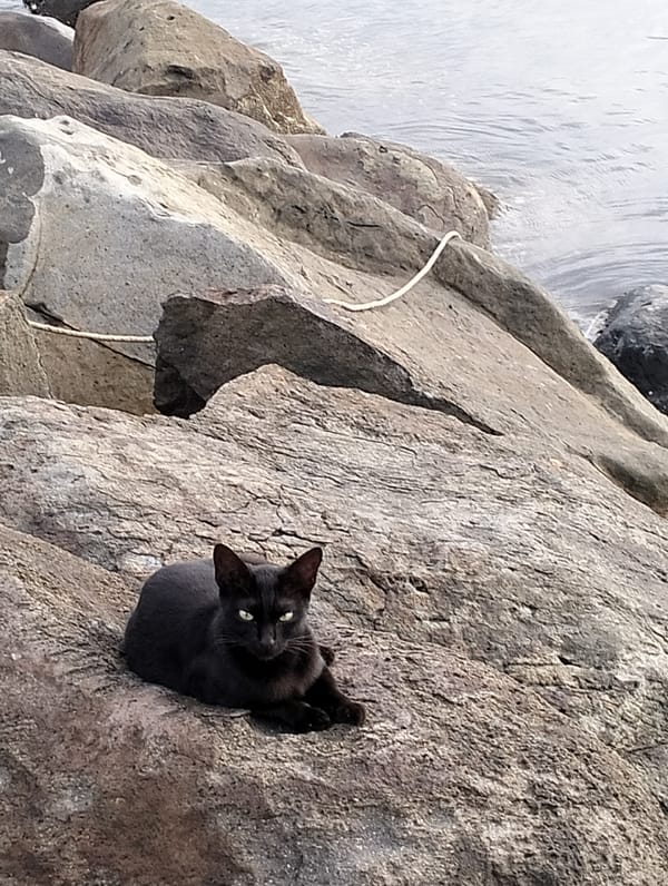 Cats and fishing boats spotted along Lhokseumawe shoreline