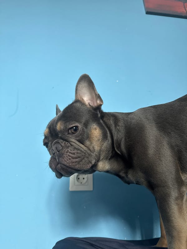 Dog and pigeon spotted in everyday Burgas scenes