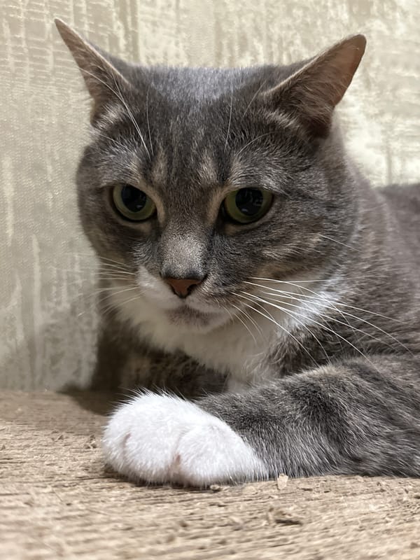 Gray tabby at rest, lounging and grooming indoors