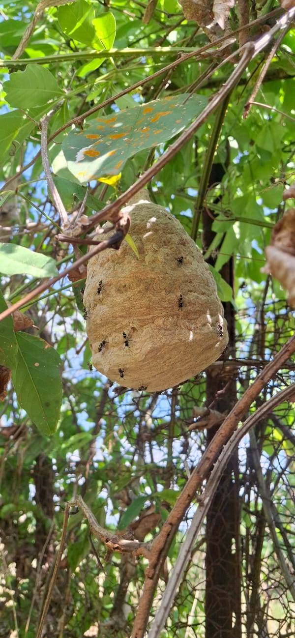 Evening wildlife documentation captures routine nature scenes in Vallecito, Venezuela