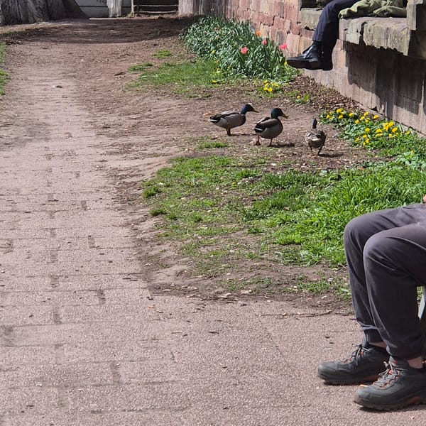Morning wildlife encounters and flower bouquet spotted in Strasbourg