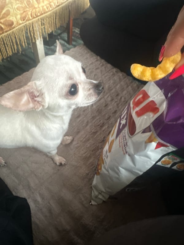Dog eagerly awaits cheese puff treat in Bulgaria