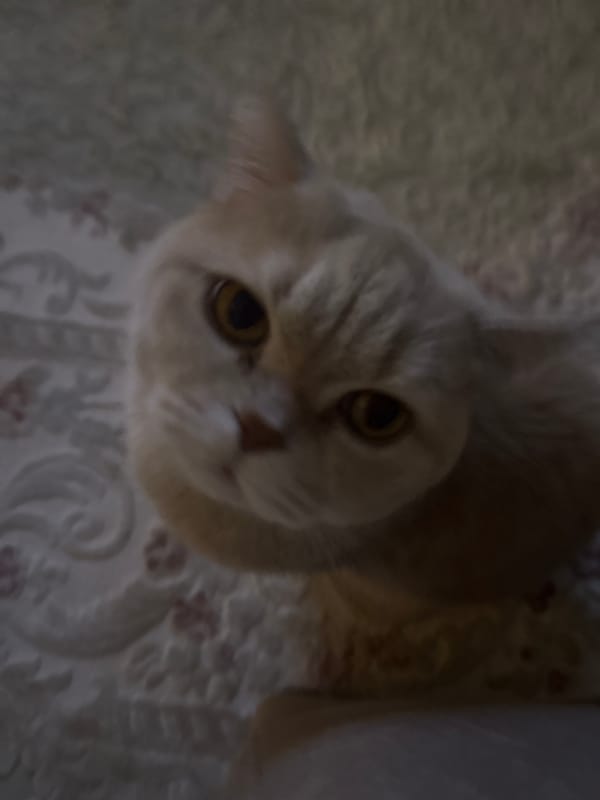 Cat, cityscape, fruit stand scenes documented over 85 minutes