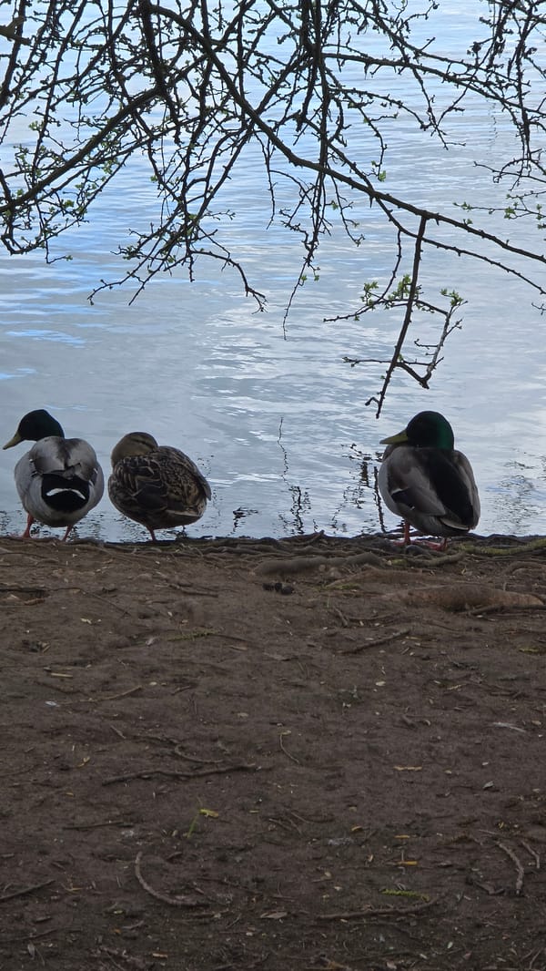Mallard ducks gather at lakeside near wooden bench