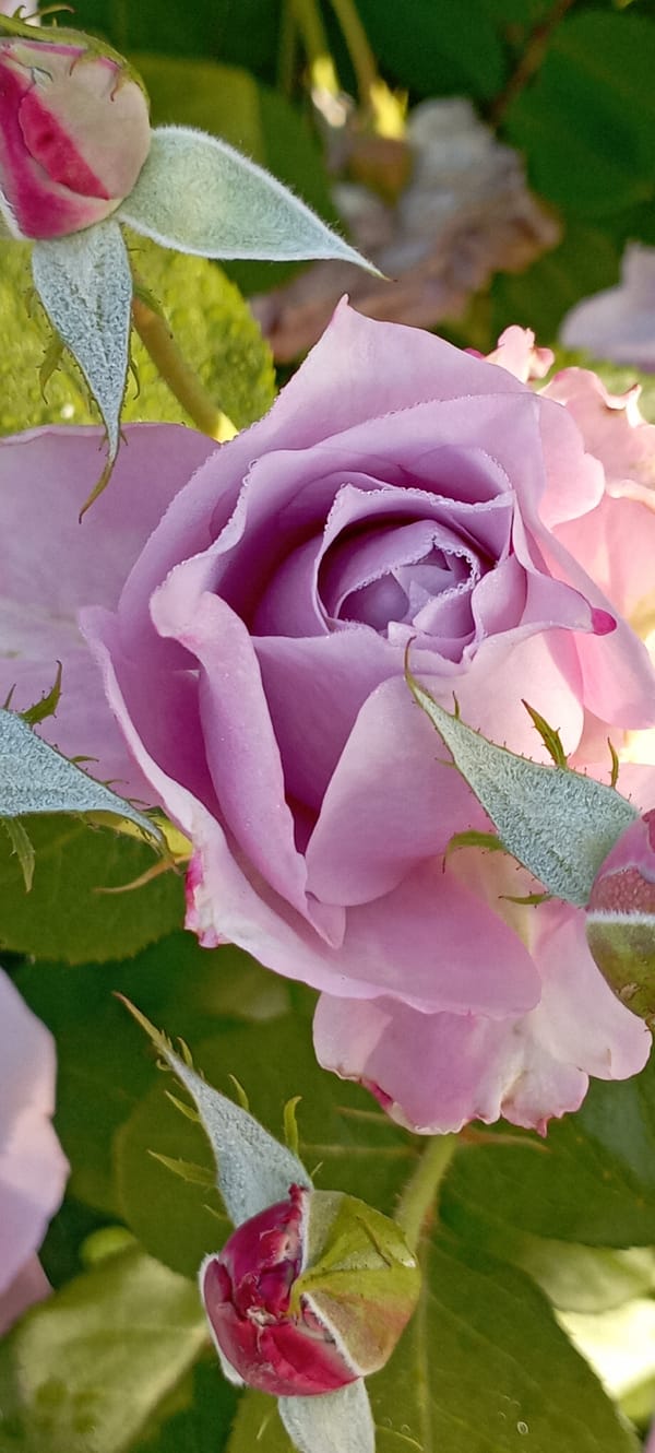 Dewy roses in full bloom, Radisne garden