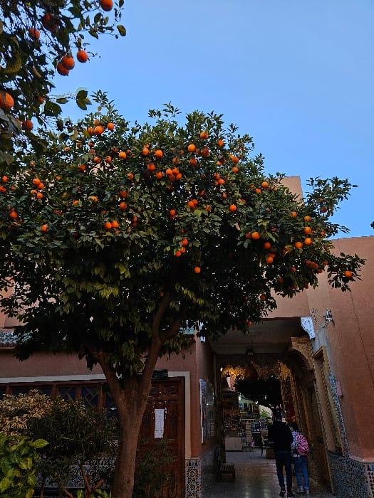 Tourist documents three-hour journey through historic Marrakesh attractions