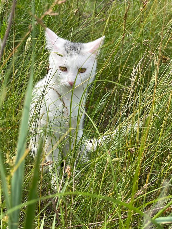 Cats and wildflowers in outdoor grass setting