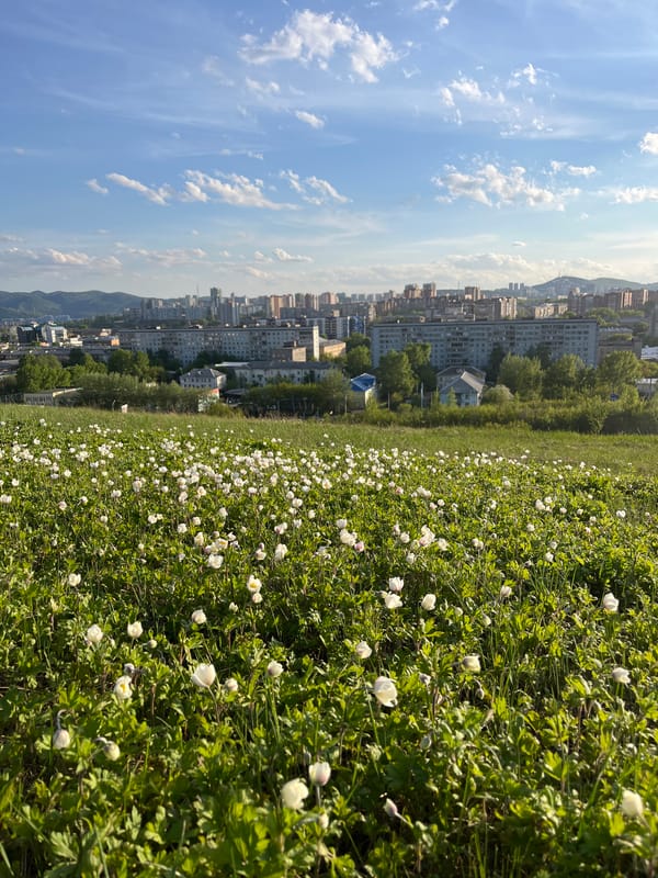 Spring flowers bloom in field near Krasnoyarsk urban area