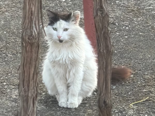 Bulgarian resident documents sunset hour life with cats, flowers, food