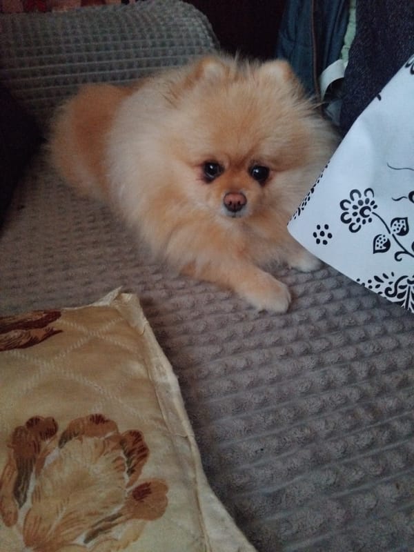Pomeranian dog naps on couch in Bulgarian home