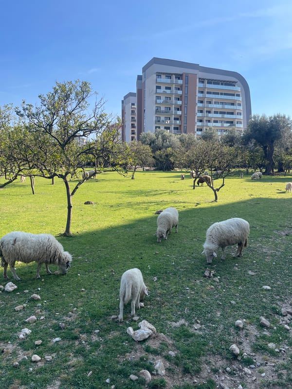 Sheep graze in field near high-rise in Bar, Montenegro