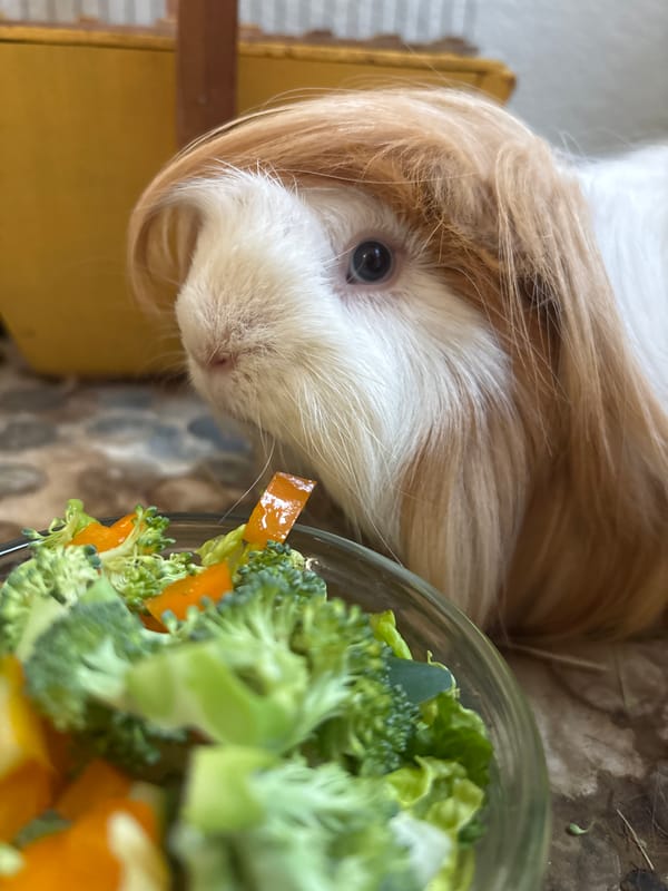 Late-night guinea pig feeding preparation captured in Puebla home
