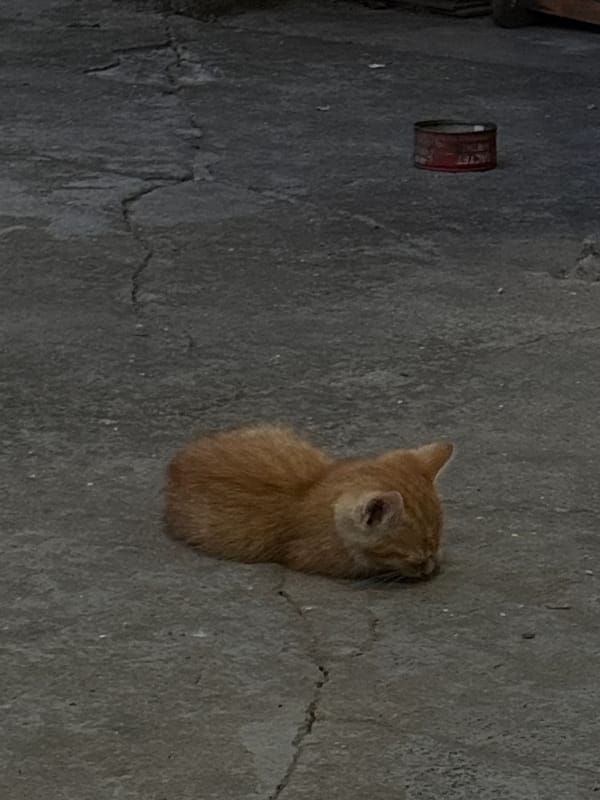 Quiet moments in Lom: sleeping kitten, beer bottle scenes