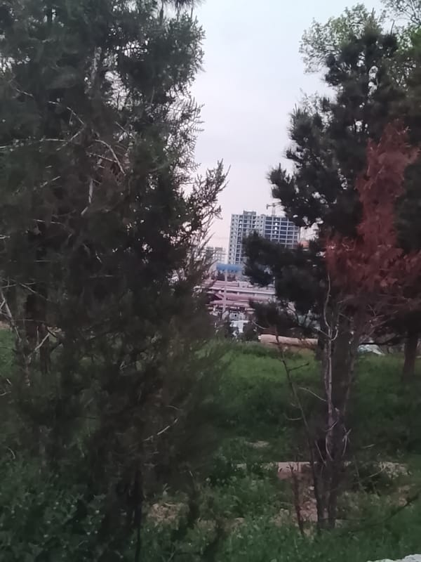 Routine urban observations recorded across Tashkent during afternoon hours