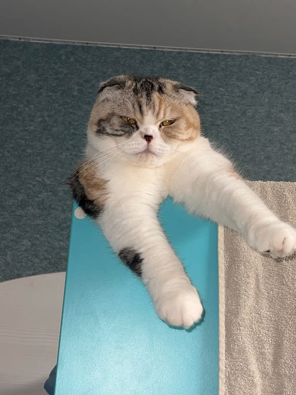 Lazy afternoon at home with a Scottish Fold cat