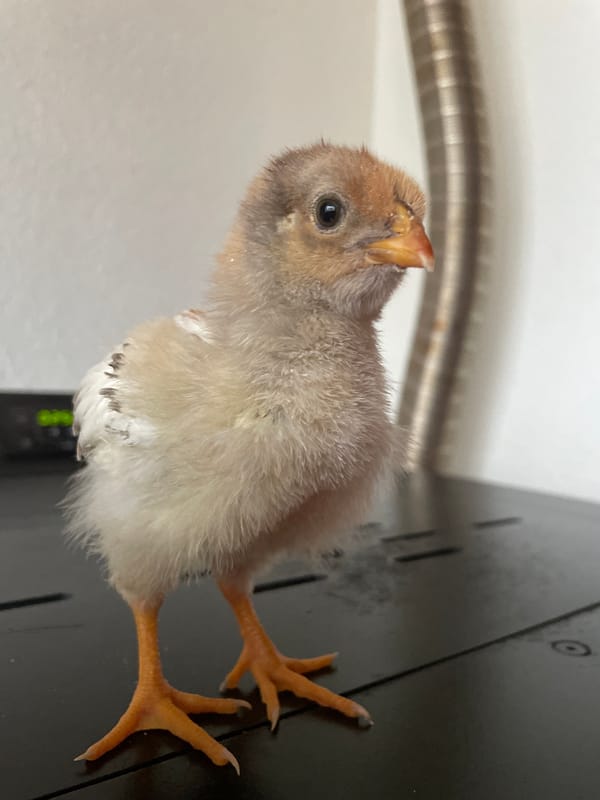 Chicks documented in indoor brooding setup in Zlatograd, Bulgaria
