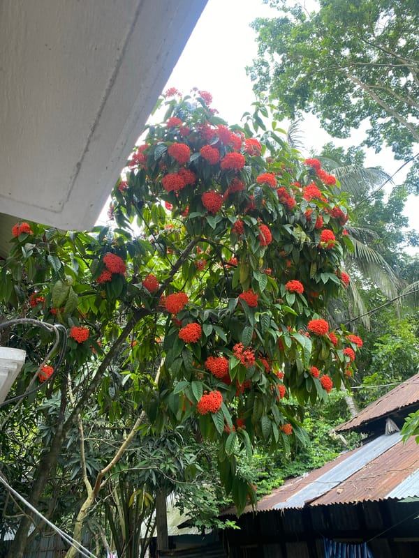 Morning scenes of flowering trees and rural buildings in Hizla