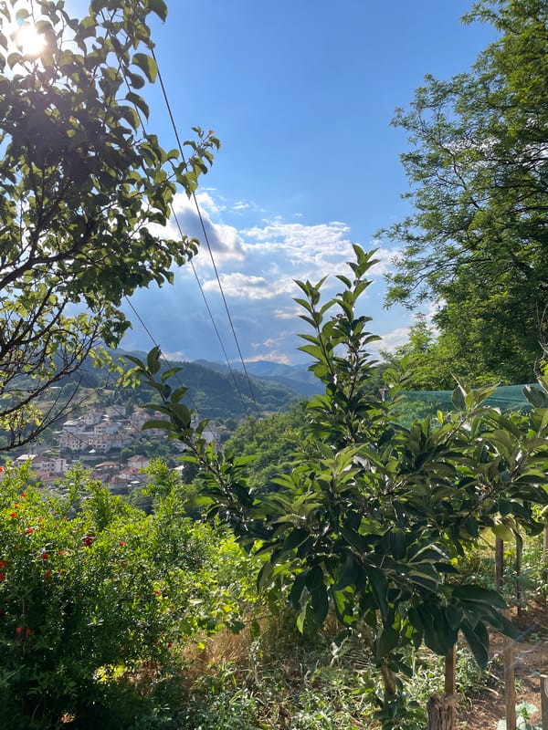 Dogs, kittens, and valley views from a Zlatograd hillside
