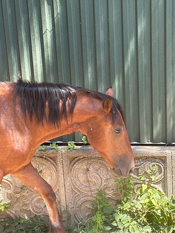 Horses graze and wander near a fenced area in Almaty