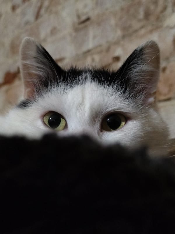 Close-up cat photographs captured by witnesses in 14-minute span