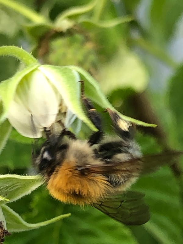 Afternoon macro photography of bumblebees pollinating garden flowers