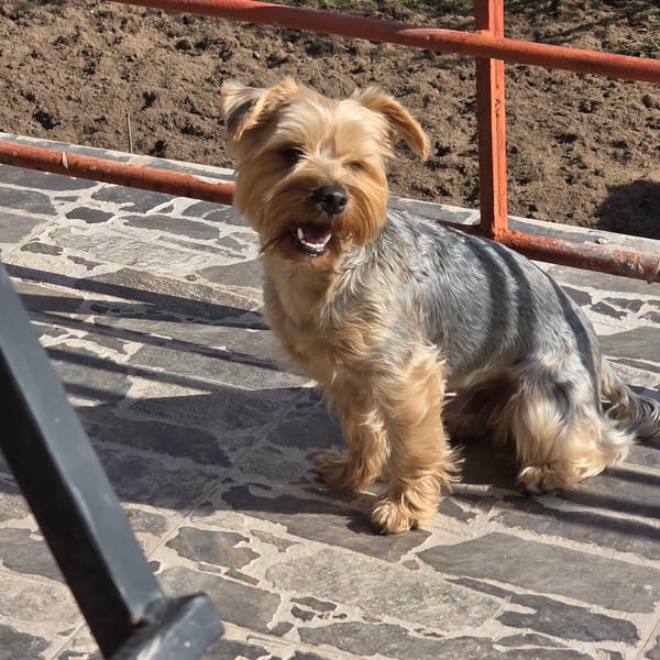 Dogs spotted on stone pavement in Zheleznitsa, Bulgaria