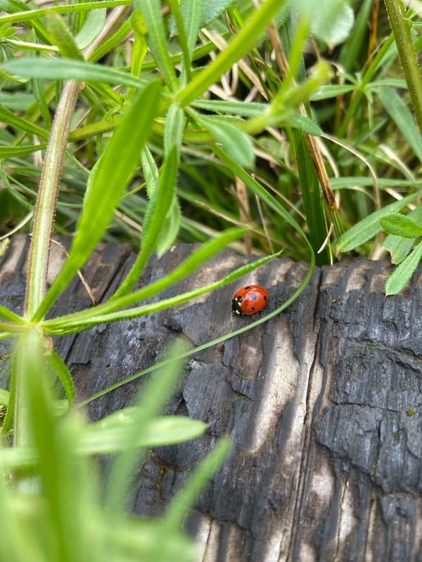 Rural spring scenes documented in Mindia, Bulgaria countryside