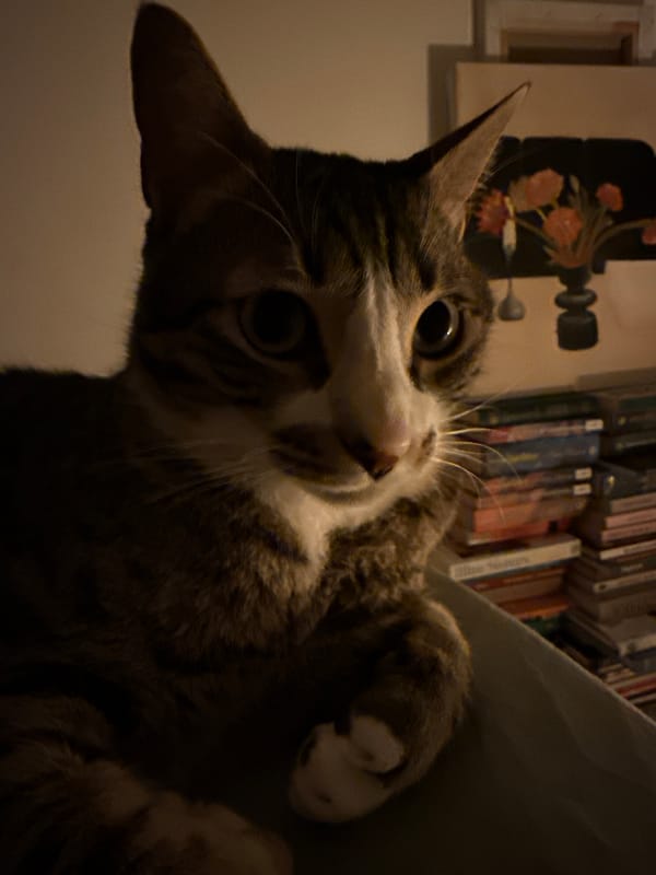 Tabby cat photographed at rest in Haifa home