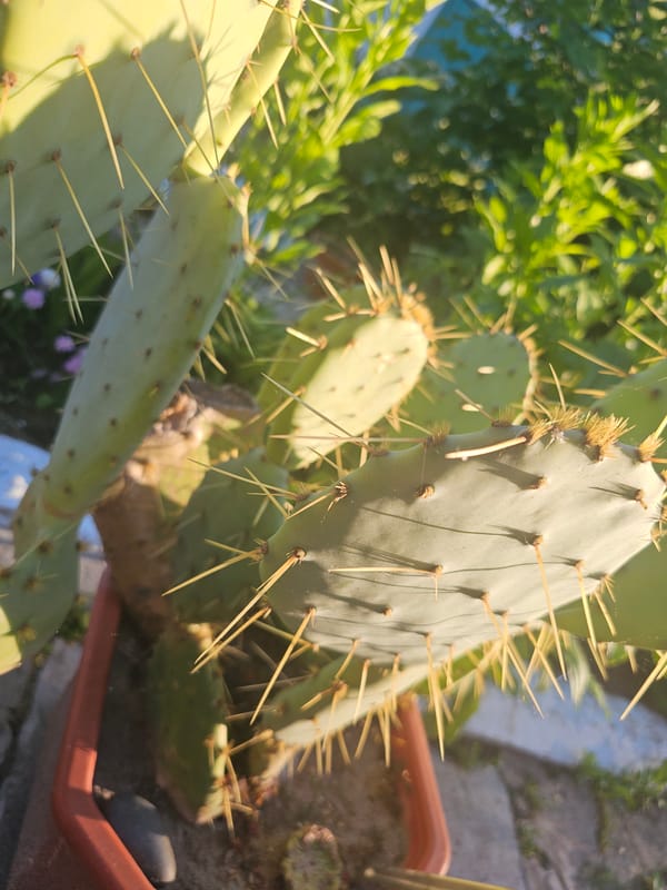Garden Plants and Cacti Observed in Skadovsk Ukraine