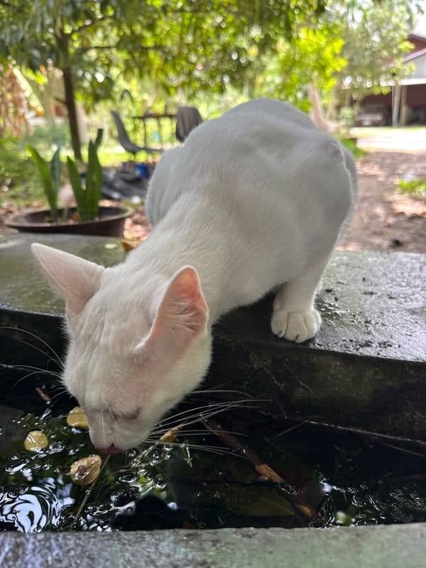 White cat drinks from a mossy ledge on Koh Phangan