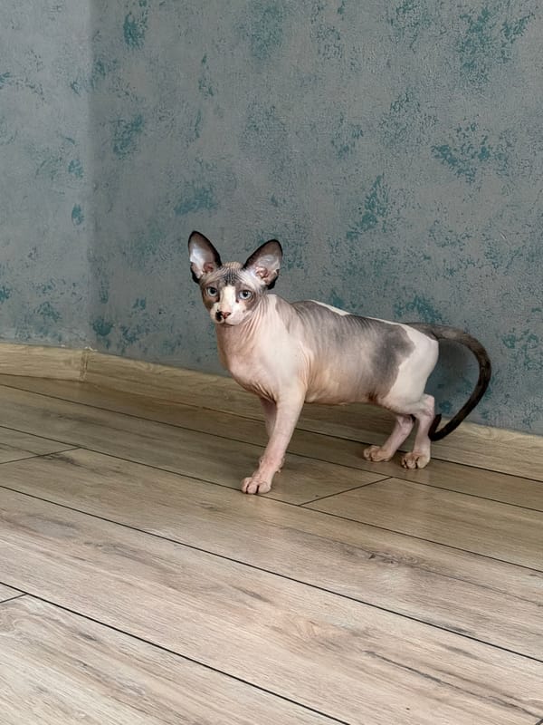 Indoor cats spotted in domestic setting during midday