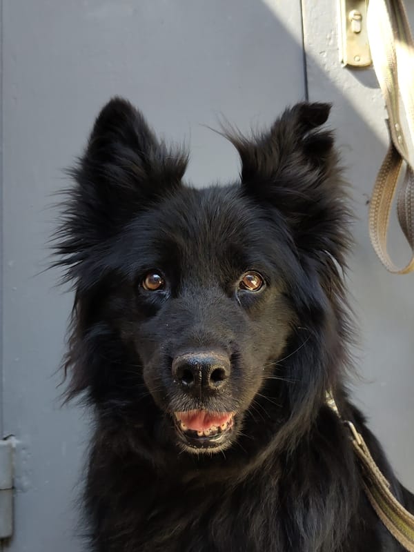 Close-up portraits of a black dog and grey cat