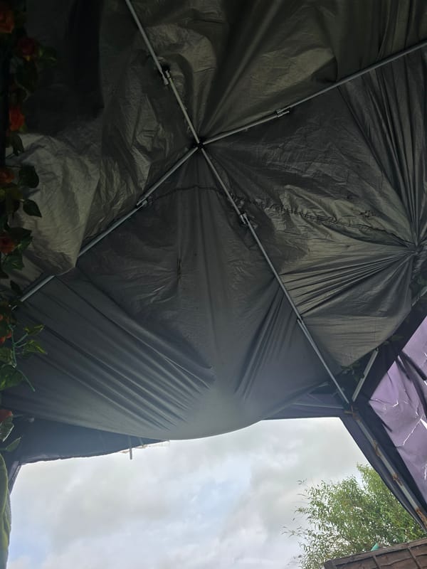 Residential garden documented in Northampton during overcast afternoon