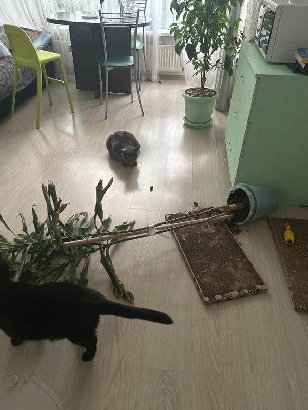 Kemerovo resident documents quiet apartment life with cats