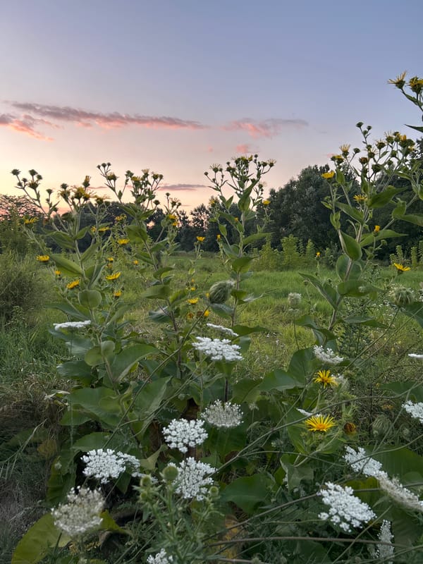 Wild flowers and field paths at dusk in rural Russia