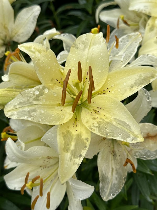 Rain-soaked garden flowers and snails in Chaikovsky