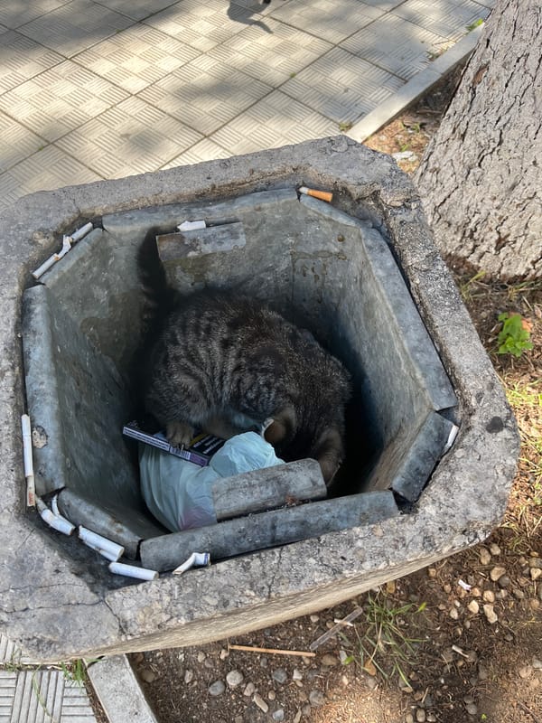 Tabby cat forages through a street ashtray in Pleven