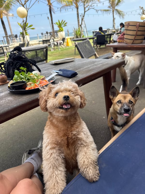 Dogs beg for food at beachfront restaurant in Mengwi