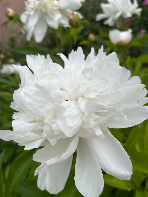 Peony flowers bloom in Seredivka garden, Ukraine