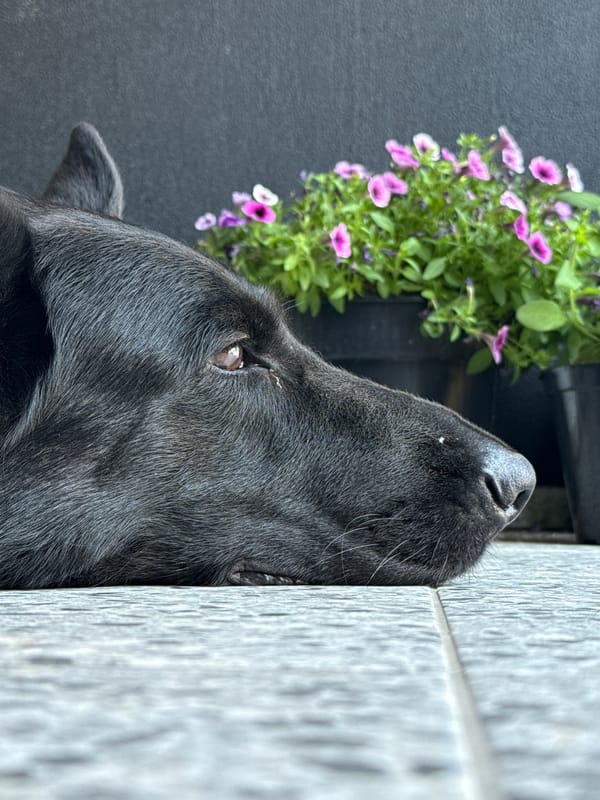 Black German Shepherd lounging on a tiled patio